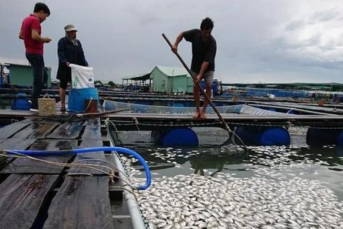 Cá lồng, bè chết trắng bụng trên sông Chà Và, thiệt hại hàng tỷ đồng