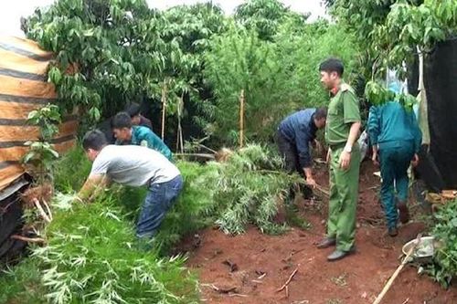 Lâm Đồng: Phát hiện rẫy cà phê trồng xen lẫn cần sa