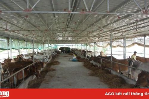 Khai thác thế mạnh ngành chăn nuôi