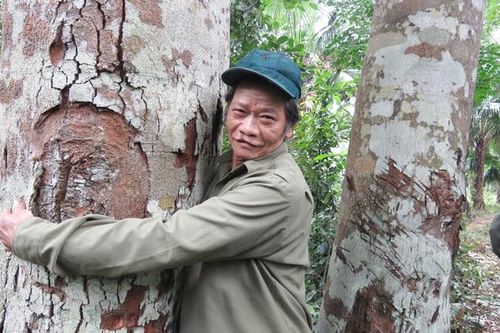 'Mãnh hổ' giữ rừng lim độc nhất ở Trường Sơn
