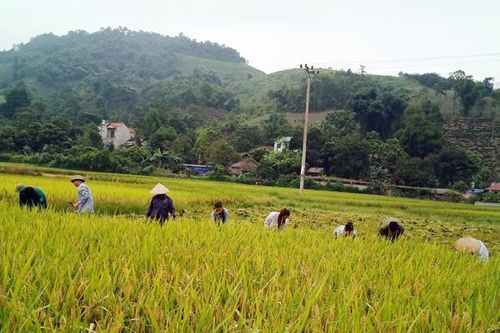 Hiệu quả liên kết sản xuất lúa xuân