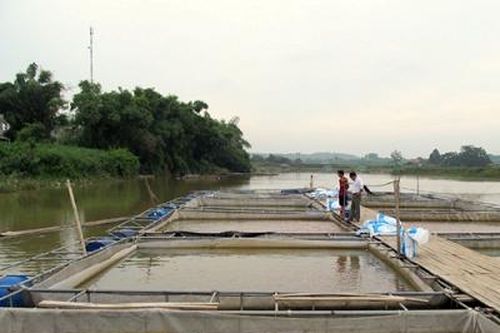 'Ngư phủ' Đà giang chủ động giảm nhẹ thiệt hại do thiên tai