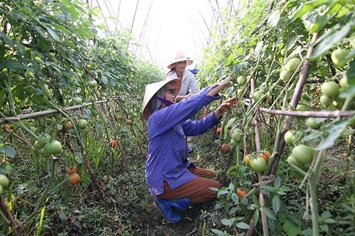 Góp phần bảo đảm vệ sinh an toàn thực phẩm