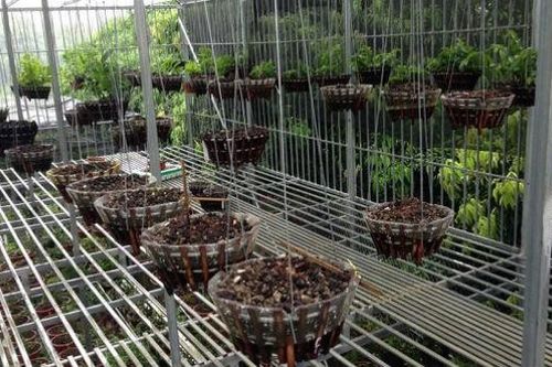 Chủ vườn lan Phú Thọ báo mất 50 giò lan cùng chuông báo động