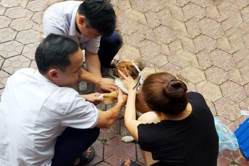 Thành phố Lào Cai xây dựng cơ sở an toàn về bệnh dại