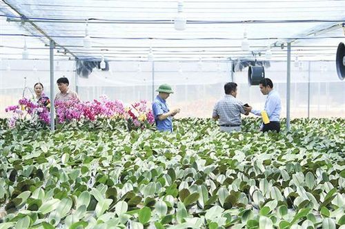 Trồng thử nghiệm lan hồ điệp bằng công nghệ cao