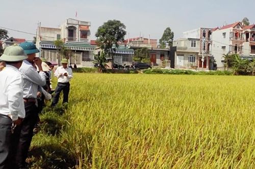 Chương Mỹ nỗ lực xây dựng huyện nông thôn mới