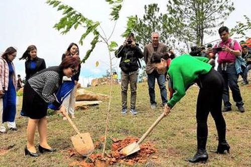 Trồng 1000 cây mai anh đào trên núi Langbiang