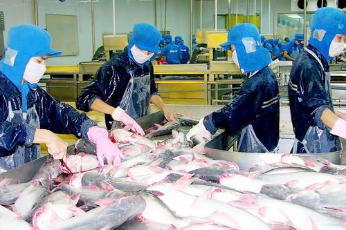 ĐBSCL: Giá cá tra thấp nhất trong 10 năm qua