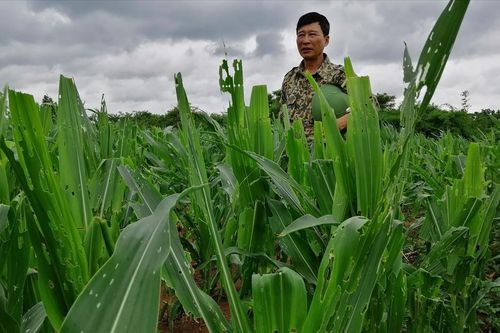 Sâu keo phá tơi tả hàng nghìn ha hoa màu: Ai sẽ cứu dân?