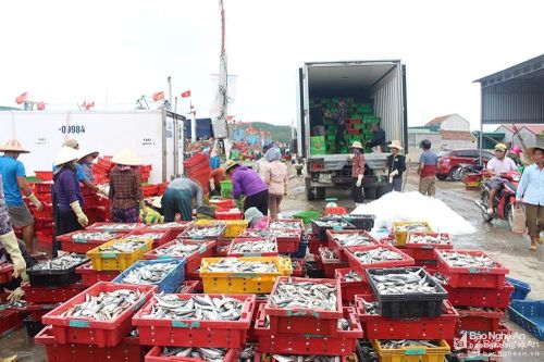 Nghệ An: Giá trị đánh bắt thủy, hải sản 6 tháng đạt hơn 1.600 tỷ đồng