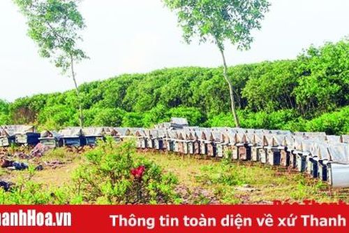 Hiệu quả trồng rừng ngập mặn