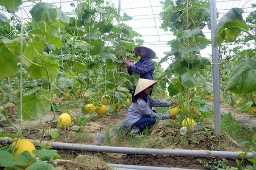 Luồng gió mát 'nông thôn mới'