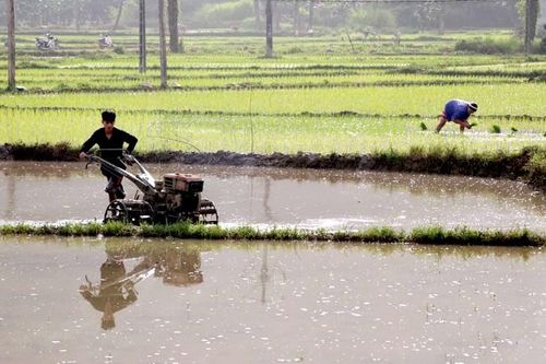 Tập trung gieo cấy, chăm sóc lúa mùa
