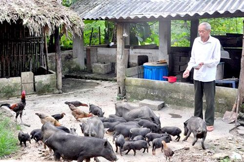 Làm giàu từ mô hình kinh tế tổng hợp