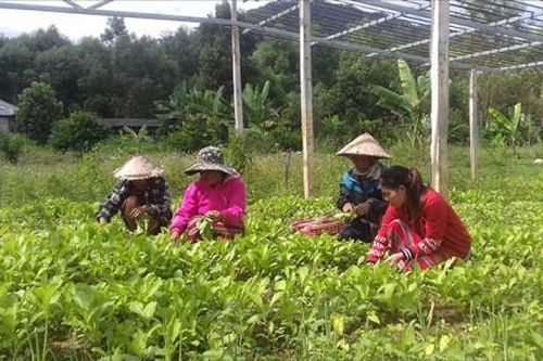 Kinh tế Nông nghiệp - Nông thôn 'Hợp tác xã vì việc làm bền vững'
