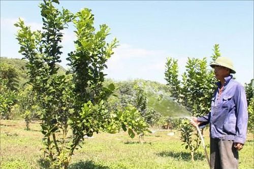 Kinh tế Nông nghiệp - Nông thôn Đa dạng cây trồng tại Phú Sơn