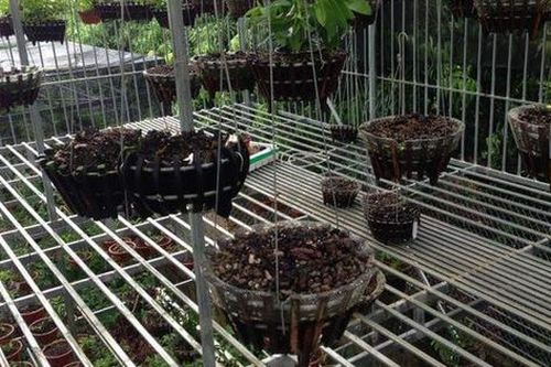 Phú Thọ: Kẻ trộm 50 giò lan tiền tỷ có thể đối diện mức án 20 năm tù