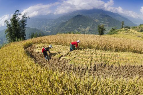 Mùa vàng Tây Bắc