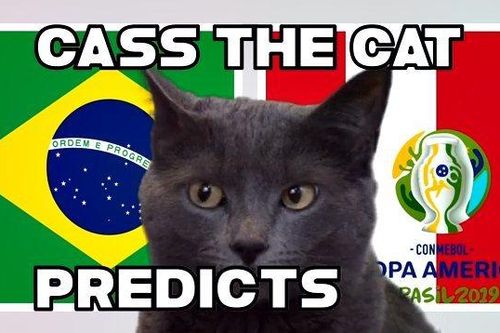 Xem Mèo tiên tri 'phán' kết quả chung kết Brazil vs Peru