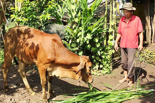 Thực hiện chính sách hỗ trợ bảo hiểm nông nghiệp