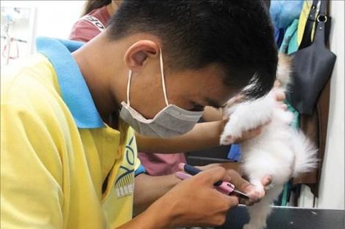 Đời sống Đời sống Grooming - nghề non trẻ nhưng cho thu nhập hấp dẫn