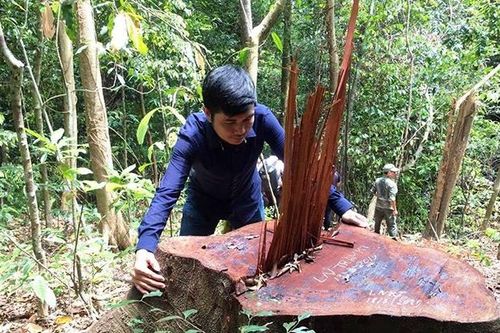 Xử lý nghiêm trách nhiệm của chủ rừng trong các vụ phá rừng ở Quảng Bình