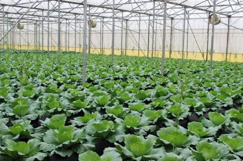 46,8% diện tích gieo trồng rau đạt VietGAP