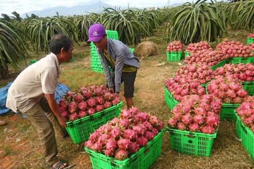 Dự báo xuất khẩu năm 2019 đạt 9 tỷ USD
