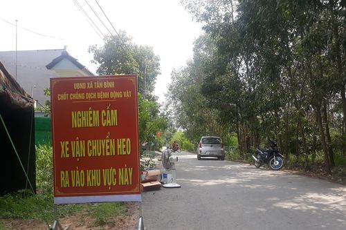 Tạm đình chỉ kiểm dịch viên cấp giấy 'lụi' dịch tả heo châu Phi
