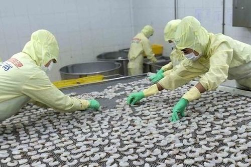 Doanh nghiệp tự tin với đơn hàng xuất khẩu tôm những tháng cuối năm