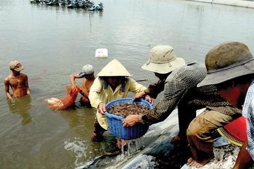 Nhiều rủi ro trong phòng vệ thương mại
