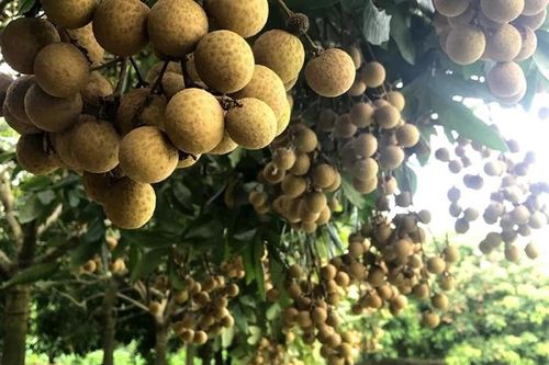 Nhãn Sông Mã: Sản xuất an toàn - xuất khẩu khởi sắc