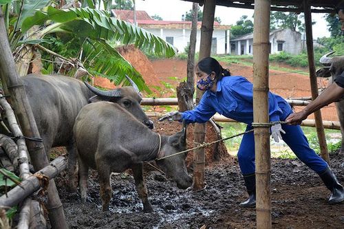 Tích cực phòng chống, khống chế dịch bệnh trên đàn vật nuôi