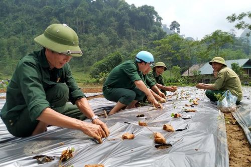 Chiêm Hóa: Người dân hưởng lợi từ Chương trình 135