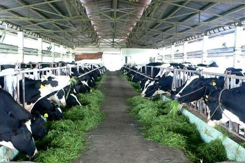 Đề xuất Danh mục các giống bò sữa, bò thịt cao sản được hỗ trợ