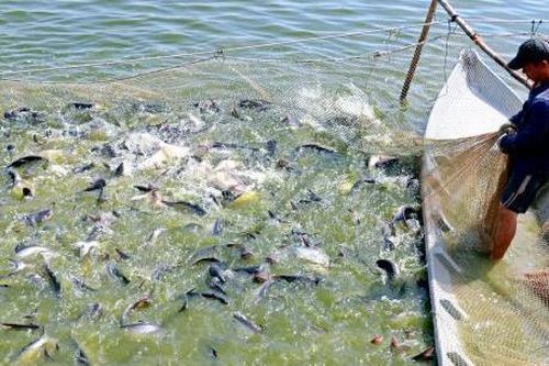 Đẩy nhanh xây dựng hình ảnh, thương hiệu cá tra