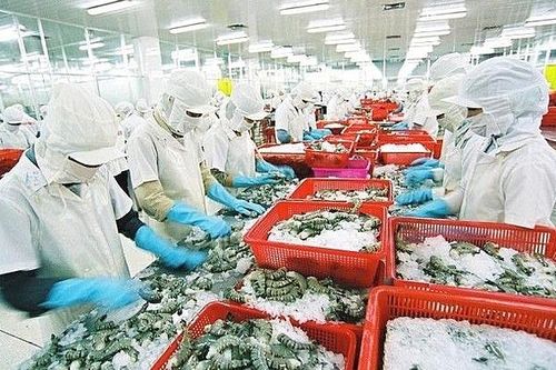 Xuất khẩu tôm, cá tra 'tụt dốc', mực, cá biển vẫn tiến lên
