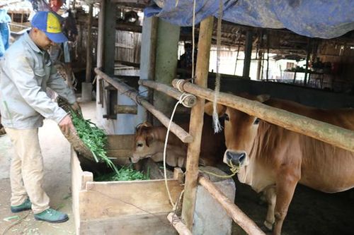 Hỗ trợ người chăn nuôi lợn chuyển đổi sản xuất