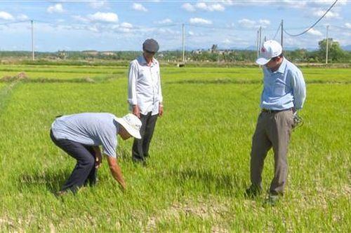 Hơn 100 ha lúa vụ hè thu ở huyện Cam Lộ có nguy cơ mất trắng