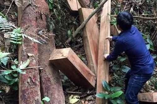 Xử lý nghiêm trách nhiệm trong các vụ phá rừng