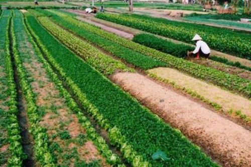 Người dân được tự đổi đất nông nghiệp cho nhau?