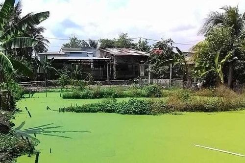 Điều kiện cấp sổ đỏ và chuyển mục đích sử dụng đất ao