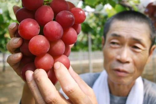 Hơn 10 triệu/quả, người có tầm ăn quả nho đắt nhất thế giới