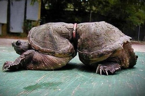Đại dương kêu cứu: đến lúc chung tay hành động!