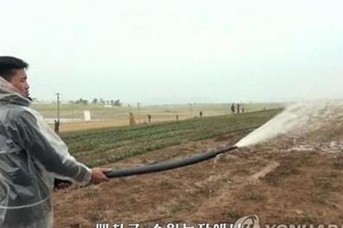 Hạn hán kéo dài có thể gây thiệt hại nặng cho vụ mùa ở Triều Tiên