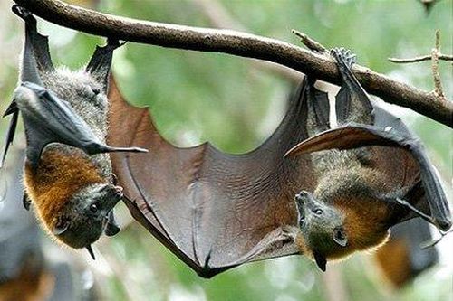 'Rùng mình' đặc sản cháo dơi của dân nhậu miệt vườn