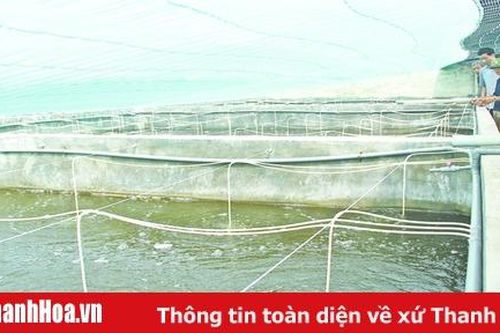 Nuôi tôm theo hướng công nghệ cao tại xã Hoằng Lưu