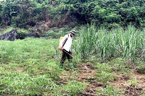 Chuyển đổi cây trồng trên đất mía: Thận trọng, 'nghe ngóng' thị trường