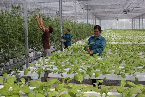 Phát huy vai trò hợp tác xã nông nghiệp
